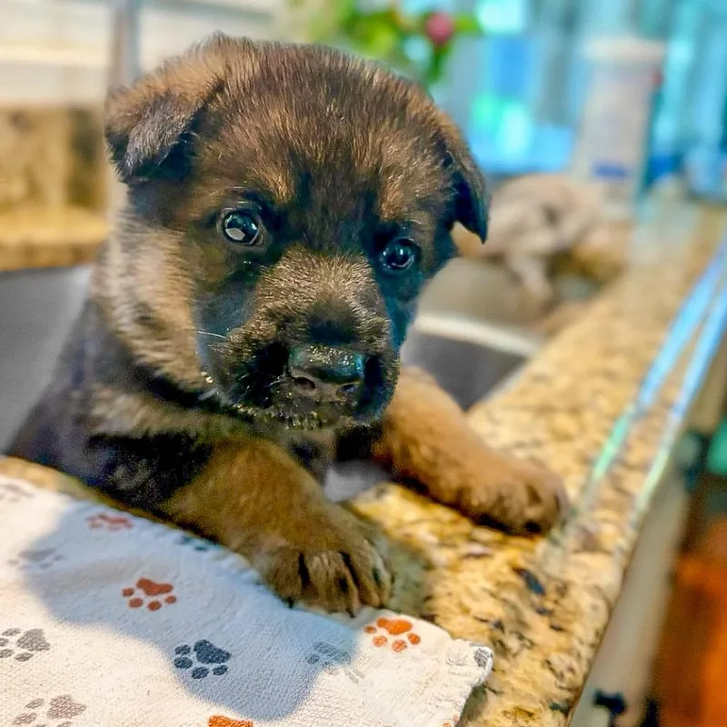 A baby large-sized female Sable German Shepherd Dog dog named Lilly Pup   for adoption in Fairfax Station, VA
