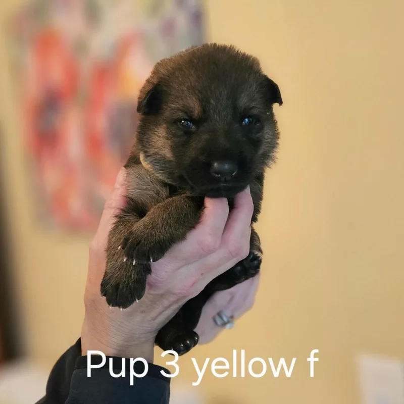 Lilly Pup   thumbnail 2