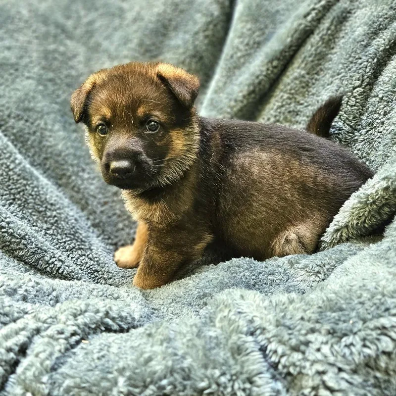 Lilly Pup   thumbnail 3