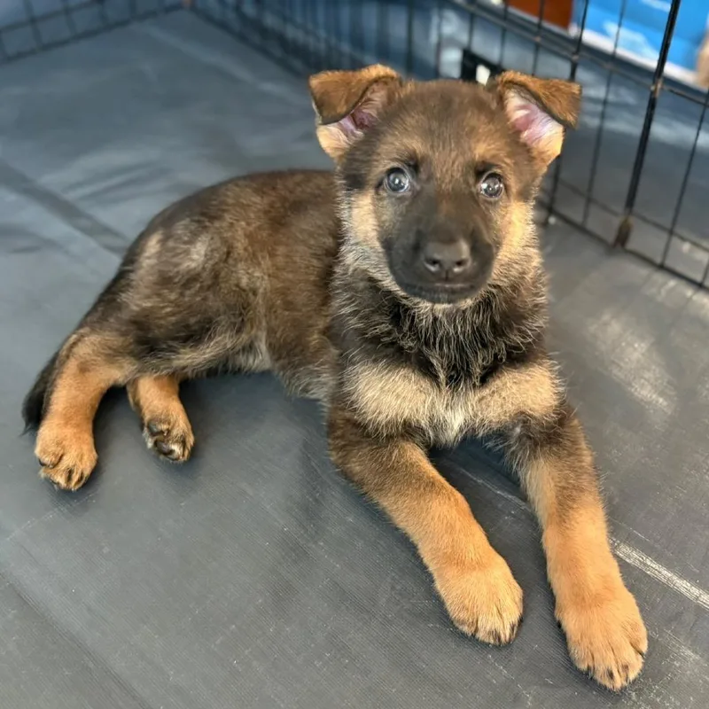 Lilly Pup   thumbnail 4