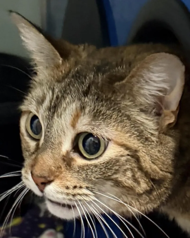 Peanut thumbnail 2