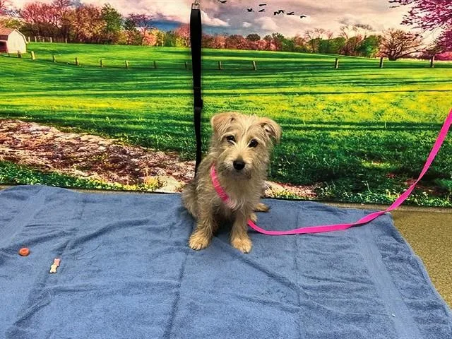 A young small-sized male Terrier dog named A for adoption in Moreno Valley, CA