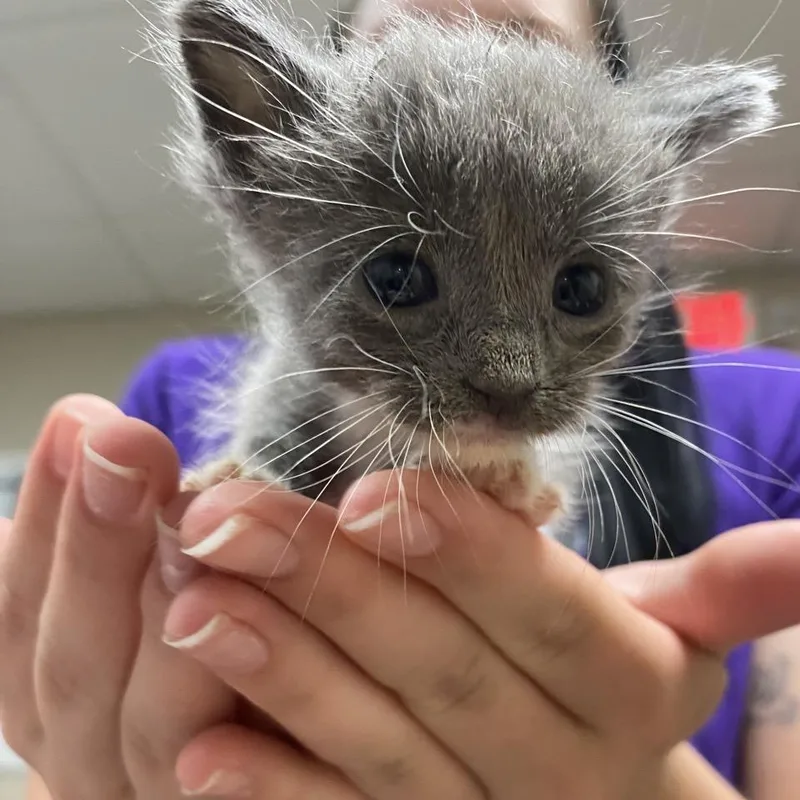 A baby small-sized female Gray / Blue / Silver Domestic Short Hair cat named Mabel for adoption in Norfolk, NE