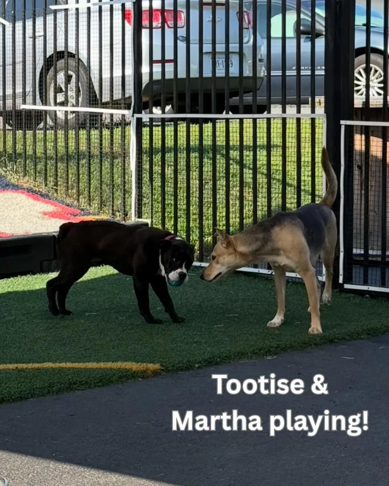 Tootsie thumbnail 2