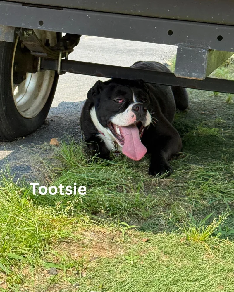 Tootsie thumbnail 3