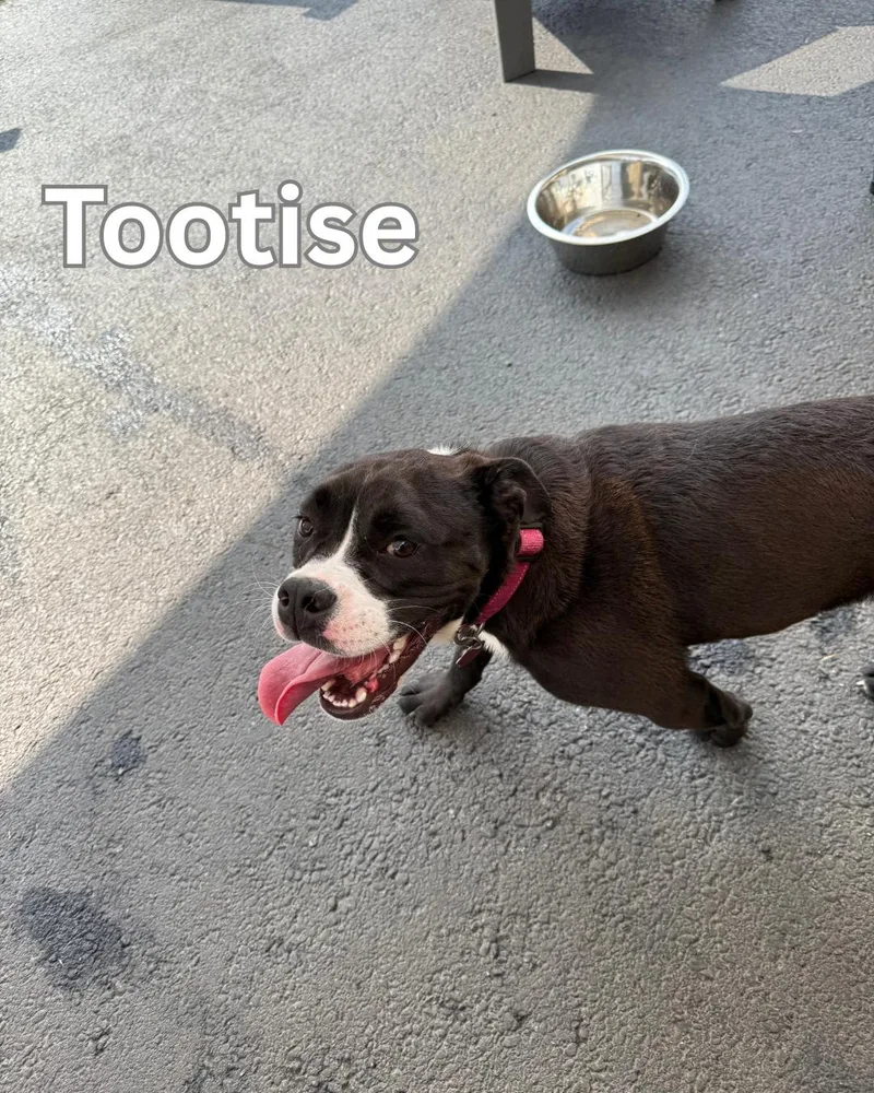 Tootsie thumbnail 4