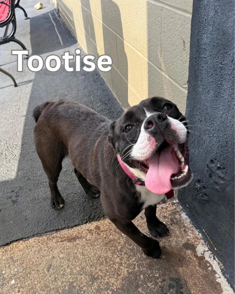Tootsie thumbnail 5