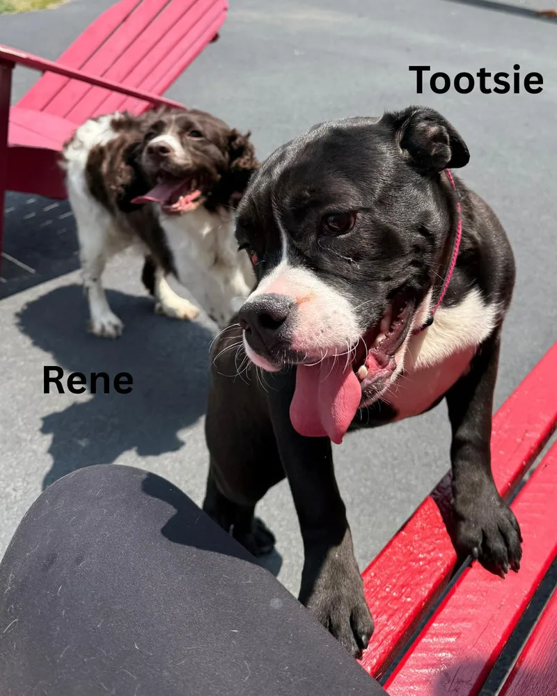 Tootsie thumbnail 6