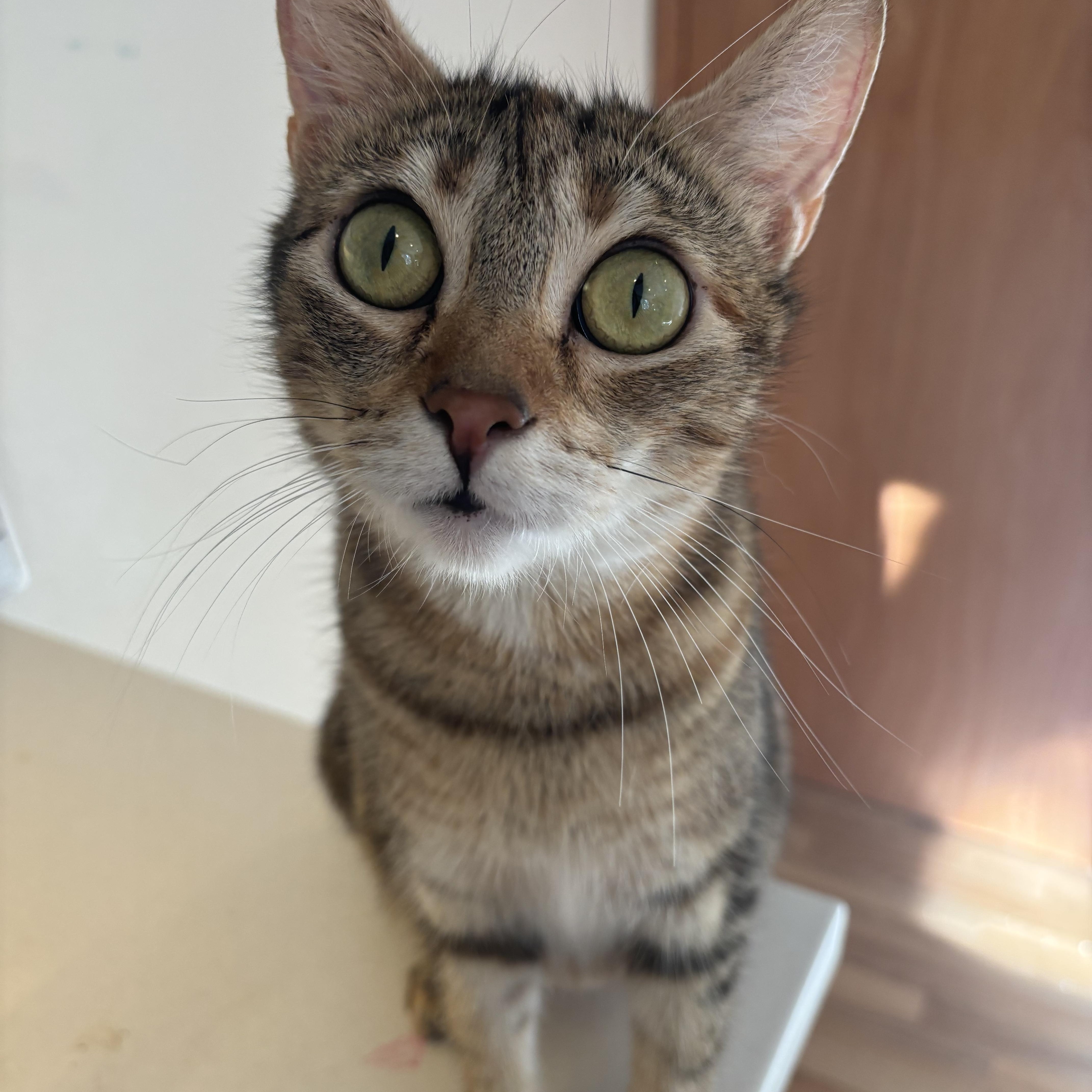 Snow White Bond To thumbnail 2