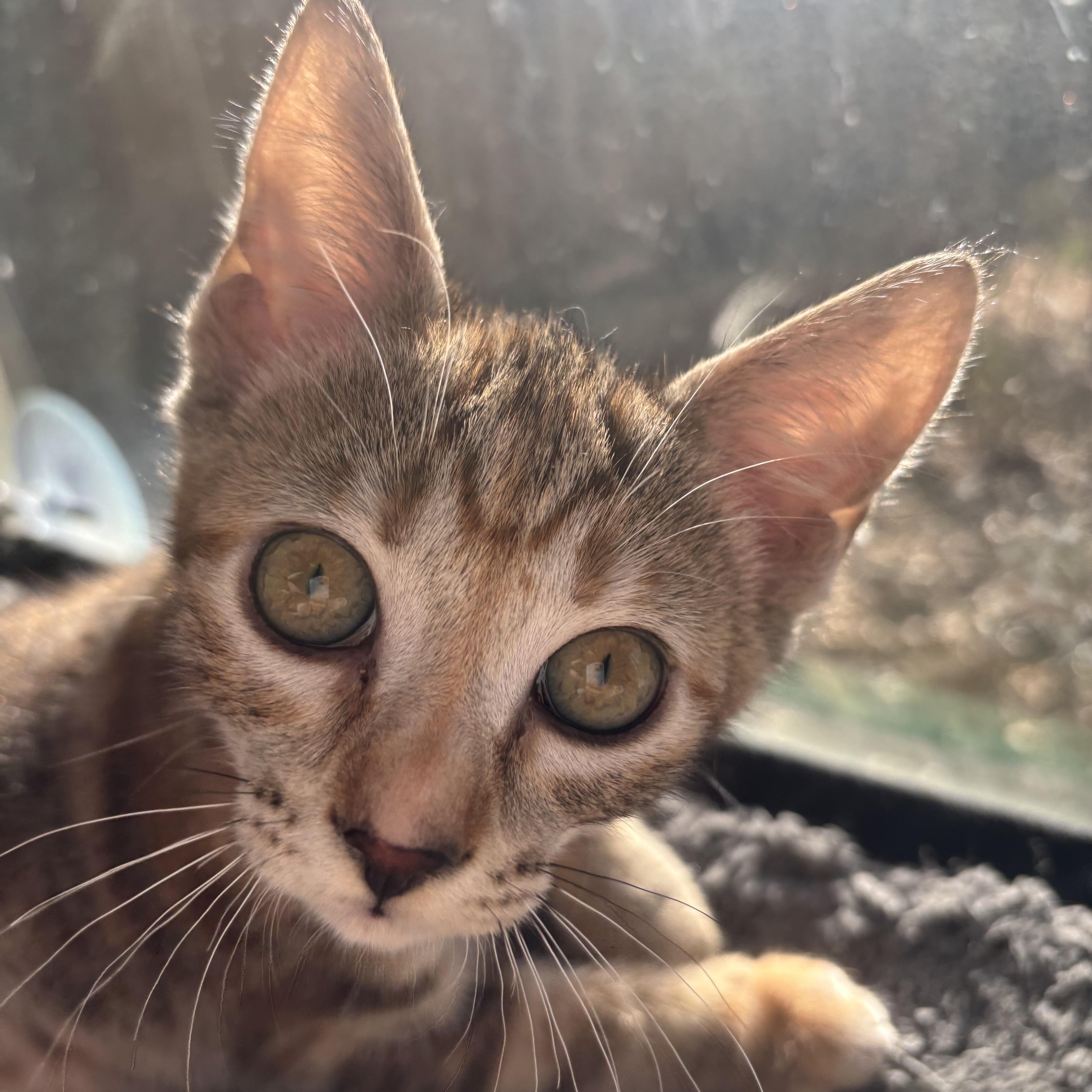 Snow White Bond To thumbnail 5