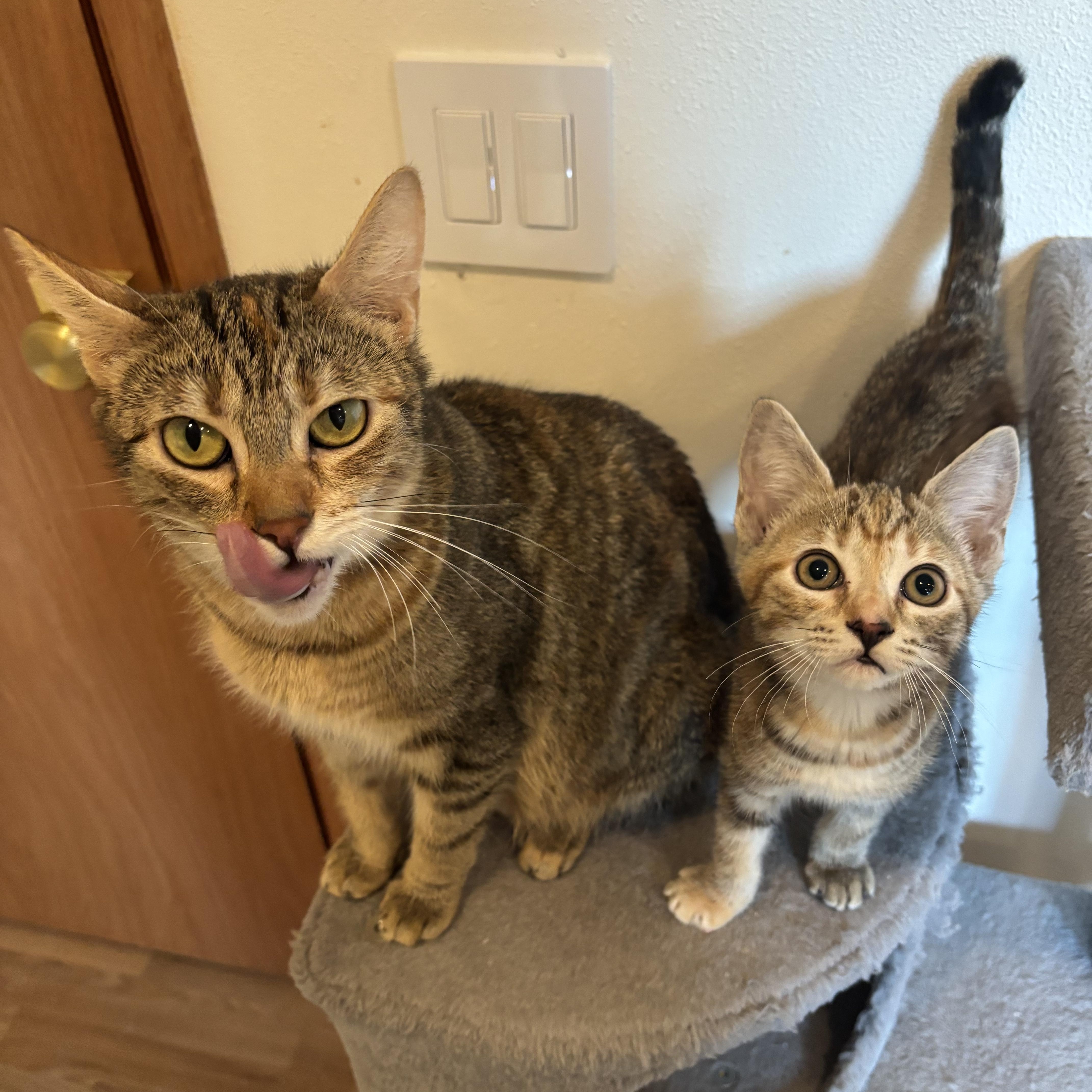 Snow White Bond To thumbnail 6