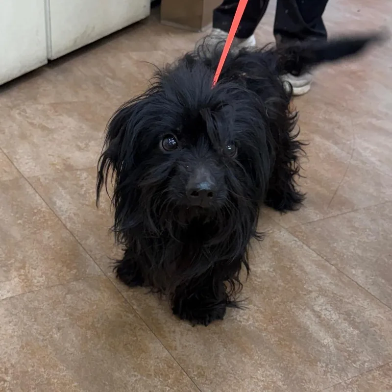 An adult small-sized male Black Poodle dog named WAGSStray for adoption in Westminster, CA