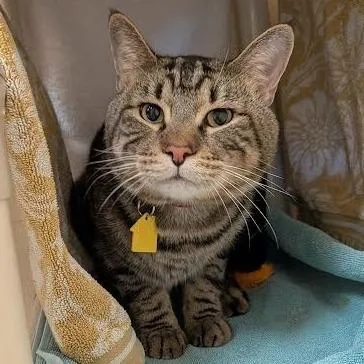 A senior small-sized male Brown / Chocolate Domestic Short Hair cat named Clyde Alexander for adoption in Springfield, MA