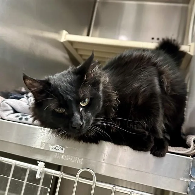 A young small-sized male Domestic Medium Hair cat named Ruckus for adoption in Rancho Cucamonga, CA