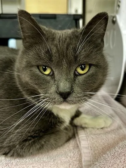 An adult medium-sized female Gray / Blue / Silver Domestic Short Hair cat named Sage for adoption in Wichita, KS
