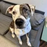 An adult medium-sized male Brindle Mixed Breed dog named Duke for adoption in Lansing, MI
