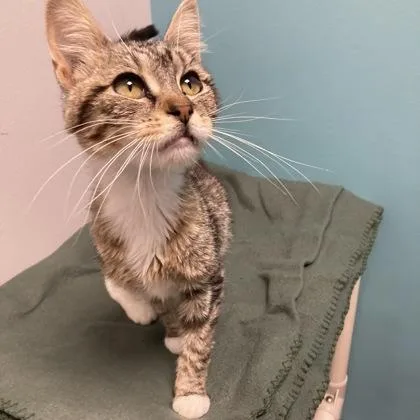 A young medium-sized female Domestic Short Hair cat named Prim Rose for adoption in Janesville, WI
