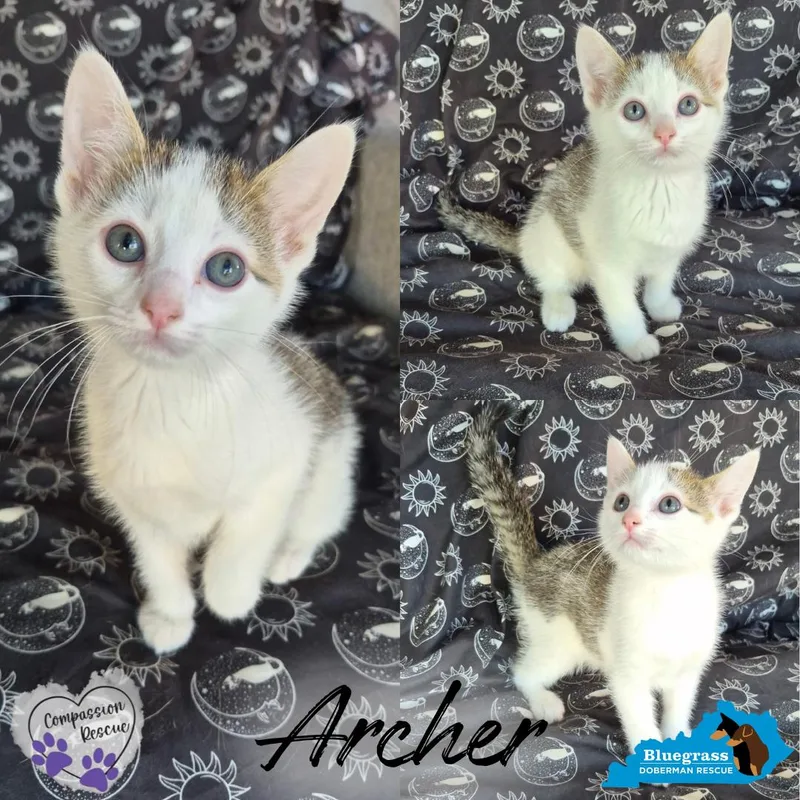A baby medium-sized male Tabby (Buff / Tan / Fawn) Domestic Short Hair cat named Archer for adoption in Louisville, KY