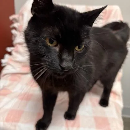 A young medium-sized male Domestic Short Hair cat named Nippy for adoption in Janesville, WI