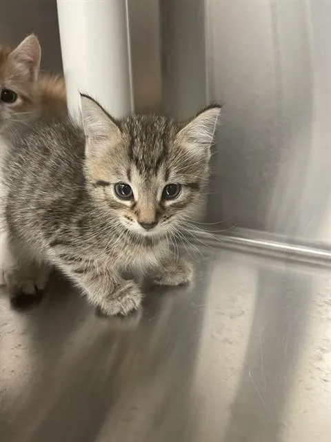 A baby medium-sized male Domestic Short Hair cat named Maximus A for adoption in Plano, TX