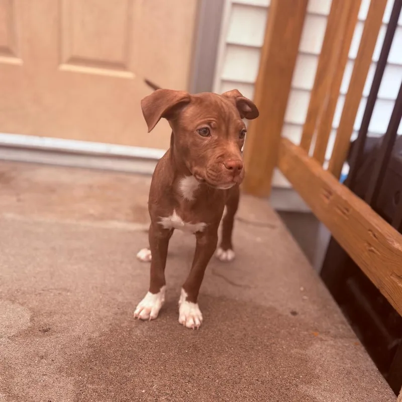 A baby medium-sized female Pit Bull Terrier dog named Danish for adoption in Fenton, MI