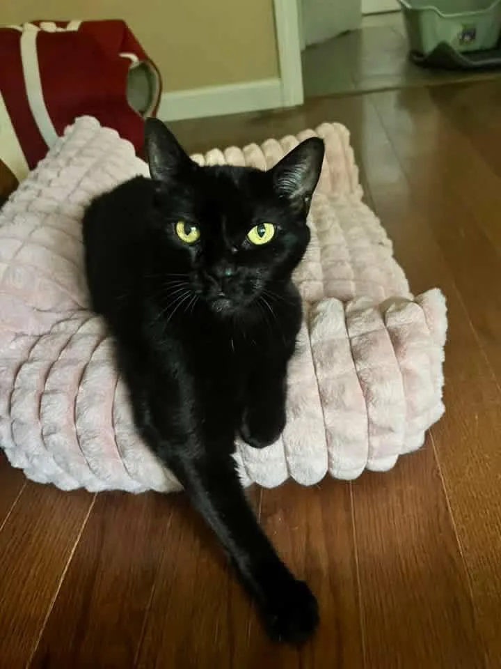 A young medium-sized female Domestic Short Hair cat named Willow for adoption in Enfield, CT