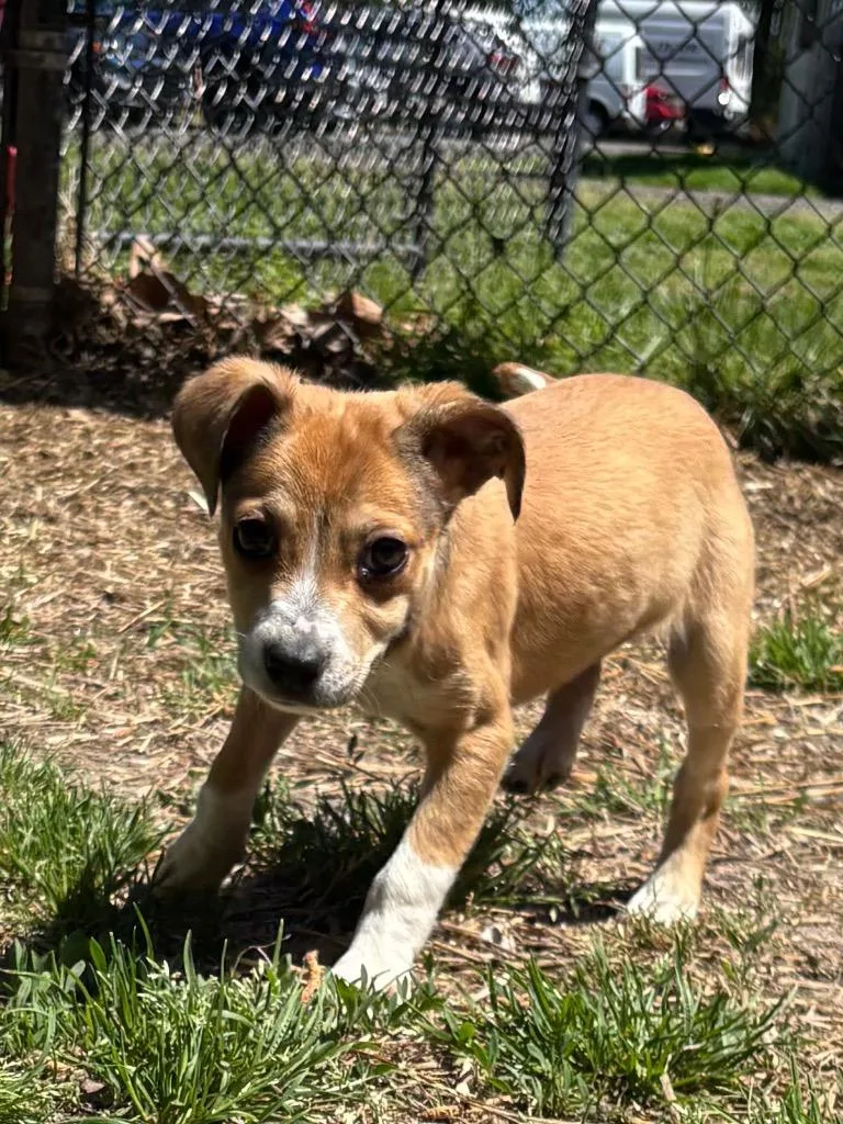 A baby medium-sized female Terrier dog named Bacon for adoption in Cambridge, MD