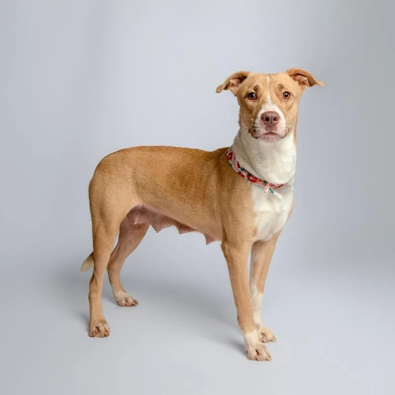 Juno