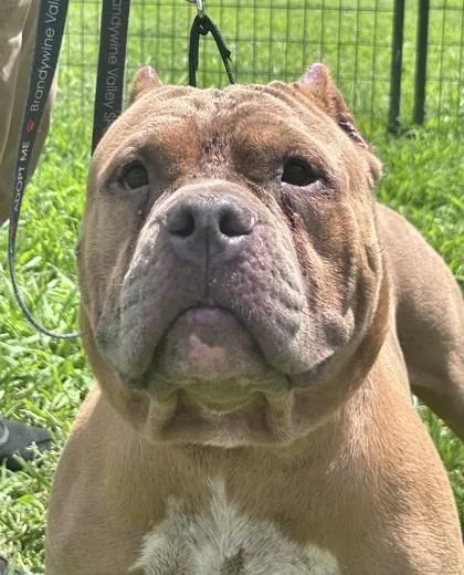 An adult large-sized male Mixed Breed dog named Moto Moto fka Dog for adoption in West Chester, PA