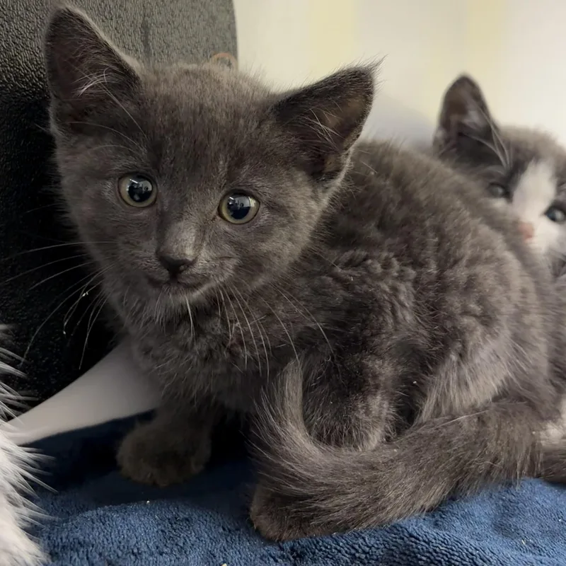 A baby medium-sized male Gray / Blue / Silver Domestic Short Hair cat named Charizard for adoption in Southold, NY