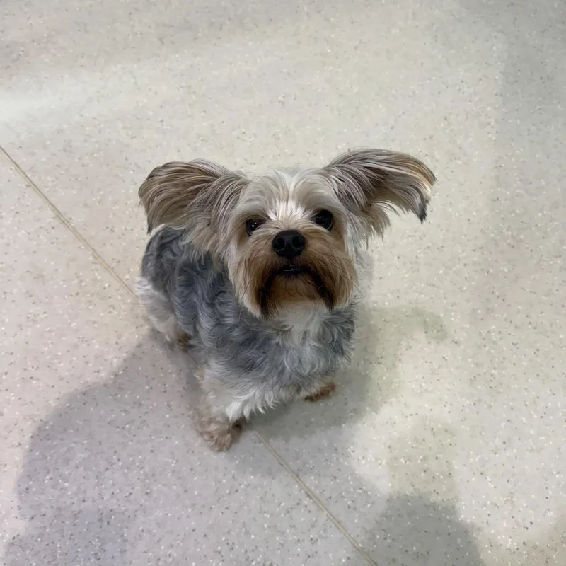 An adult small-sized male Gray / Blue / Silver Yorkshire Terrier dog named Quincy for adoption in Jupiter, FL