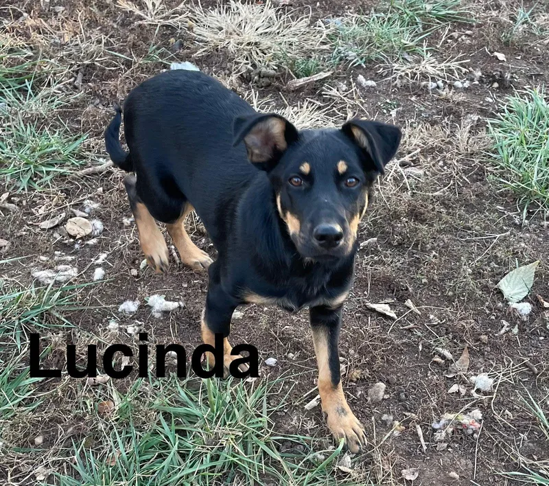 Lucinda