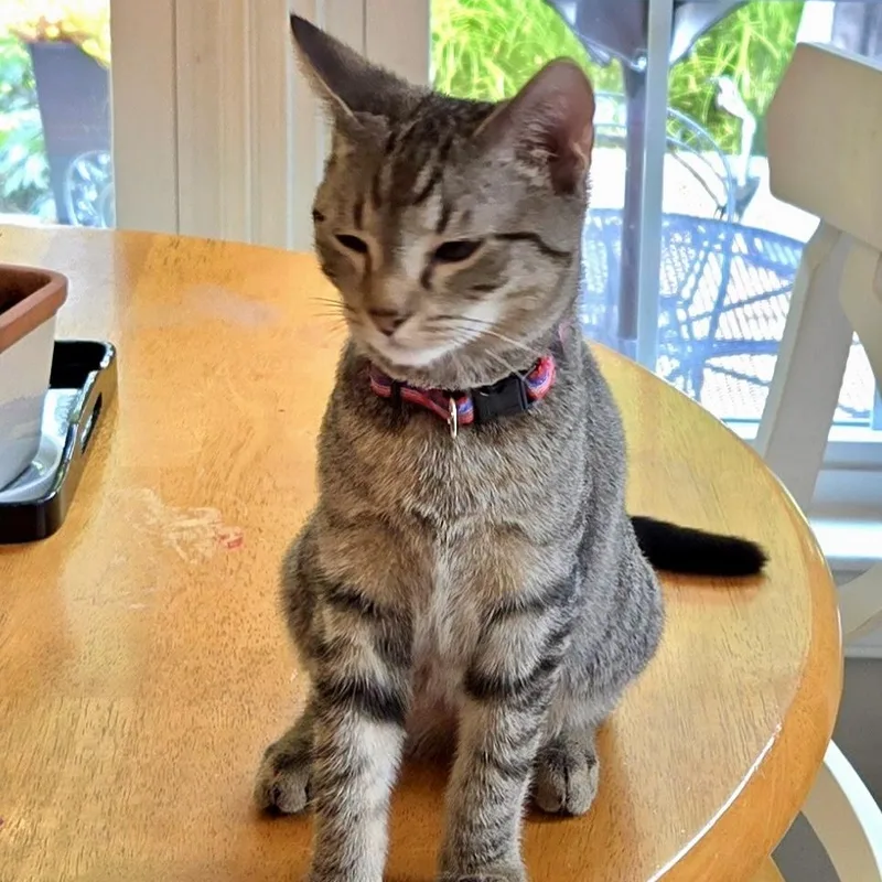 A baby small-sized male Tabby (Buff / Tan / Fawn) Domestic Short Hair cat named Mark for adoption in Richmond, VA