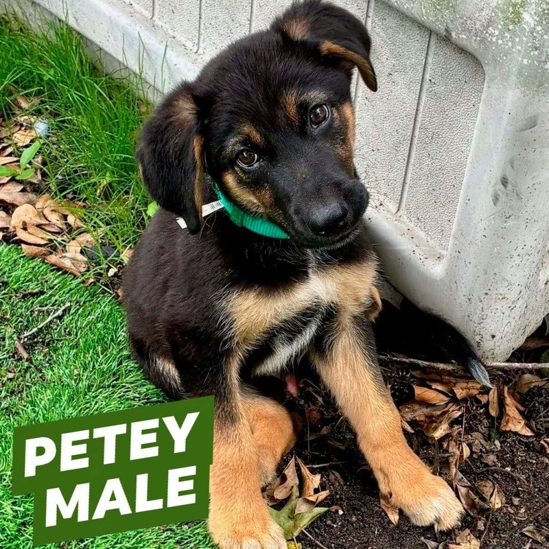 Petey