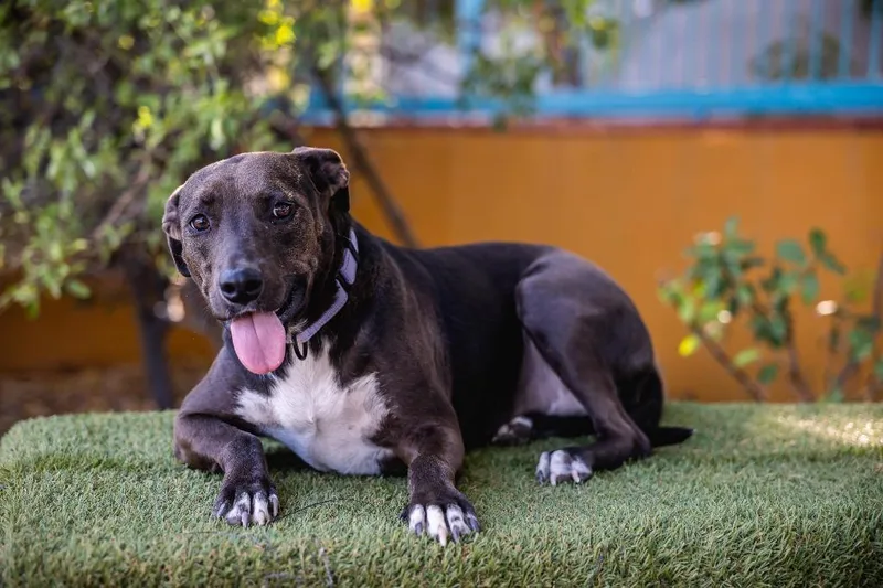 A young medium-sized female Black Labrador Retriever dog named Kira for adoption in Anacortes, WA