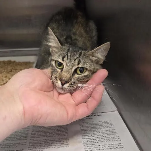 A young small-sized female Gray / Blue / Silver Domestic Short Hair cat named Prissy for adoption in Marshall, TX