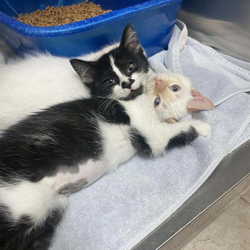 Dumptruck thumbnail 2