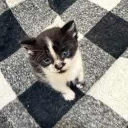 Dumptruck thumbnail 3