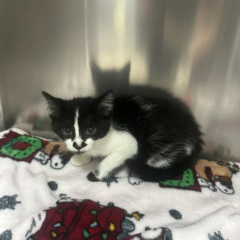 Dumptruck thumbnail 4