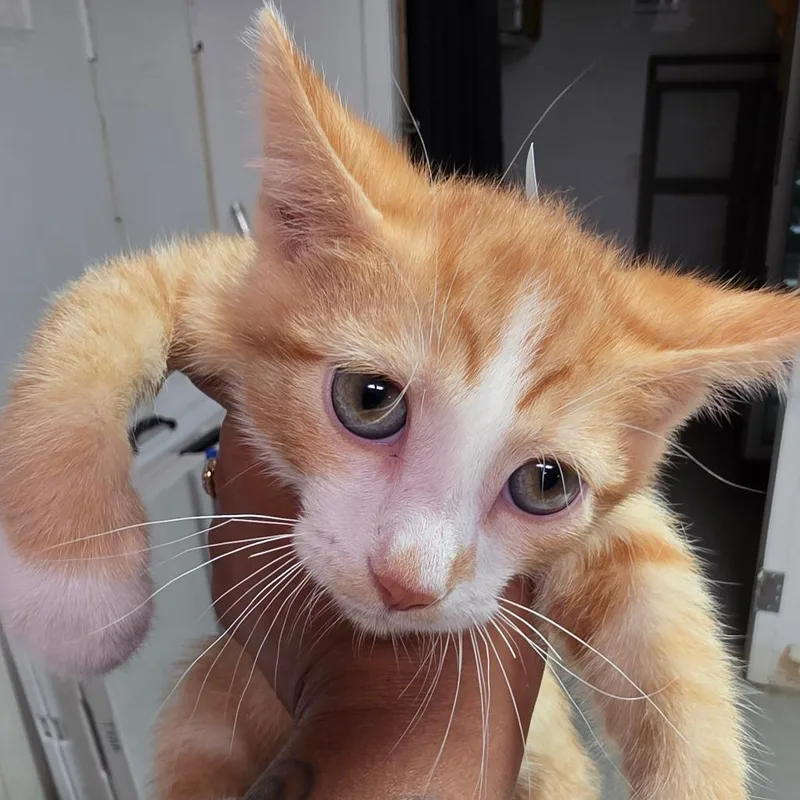 A baby small-sized male Orange / Red Domestic Short Hair cat named Manny for adoption in Leander, TX