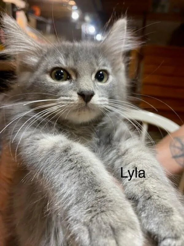 A baby small-sized female Domestic Medium Hair cat named Lyla Go. for adoption in Peoria, IL