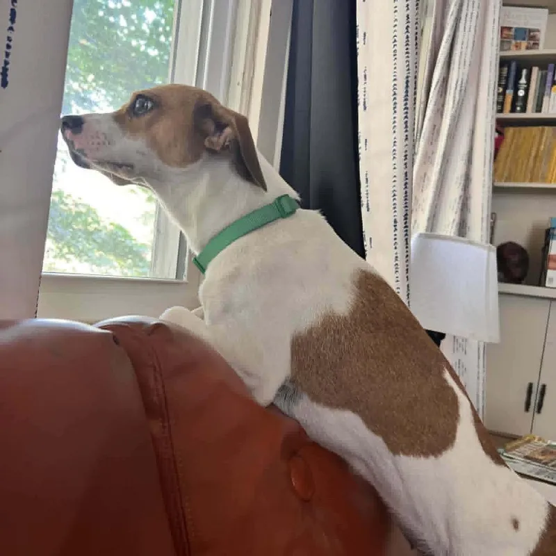 Frannie thumbnail 3