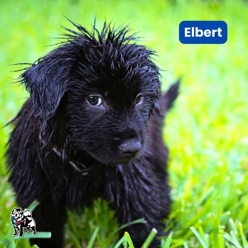 Elbert