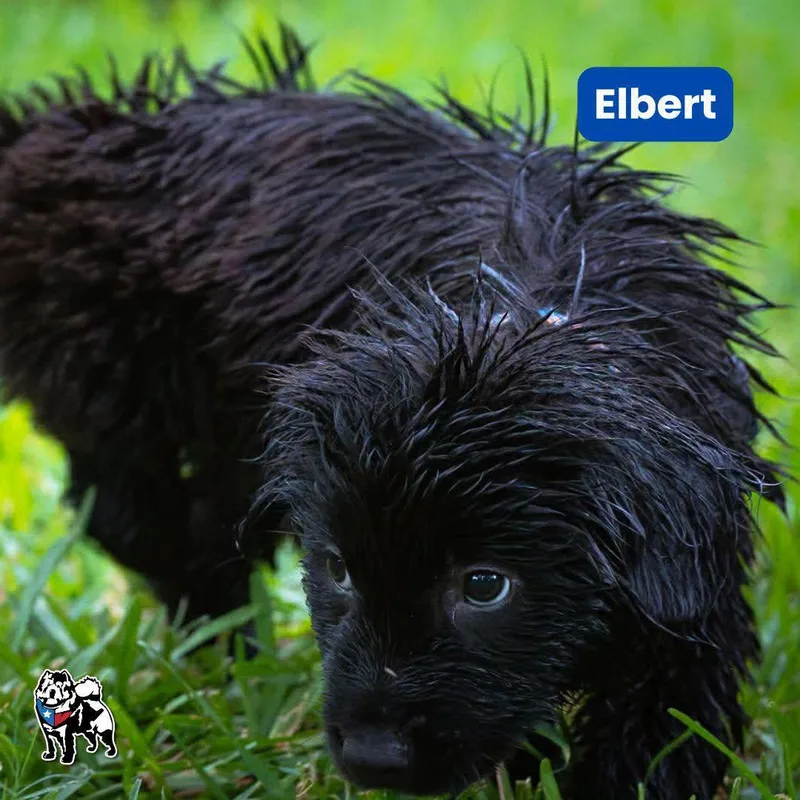 Elbert thumbnail 2