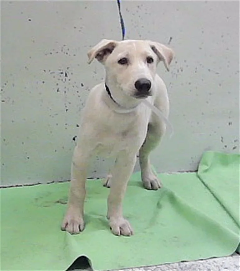 A baby small-sized male German Shepherd Dog dog named Andie for adoption in Houston, TX