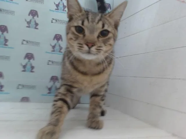 A young medium-sized male Domestic Short Hair cat named Lil Pea for adoption in Orlando, FL