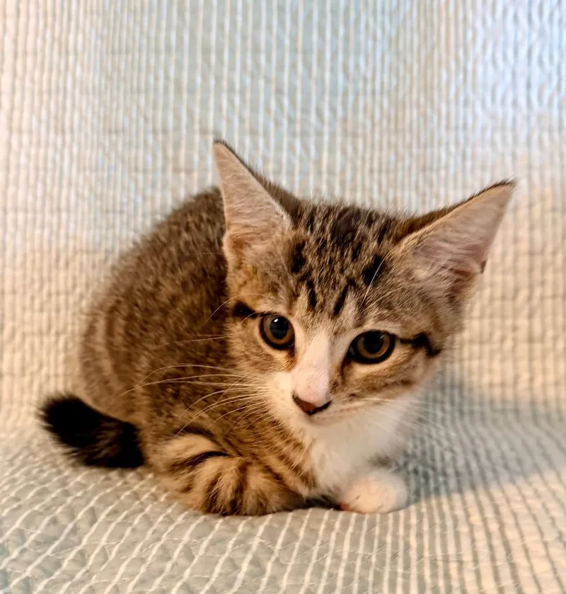 A baby medium-sized female Domestic Short Hair cat named Clover for adoption in New York, NY