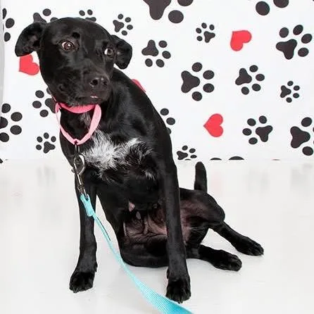 An adult medium-sized female Black Mixed Breed dog named Patsy for adoption in Fredericksburg, VA
