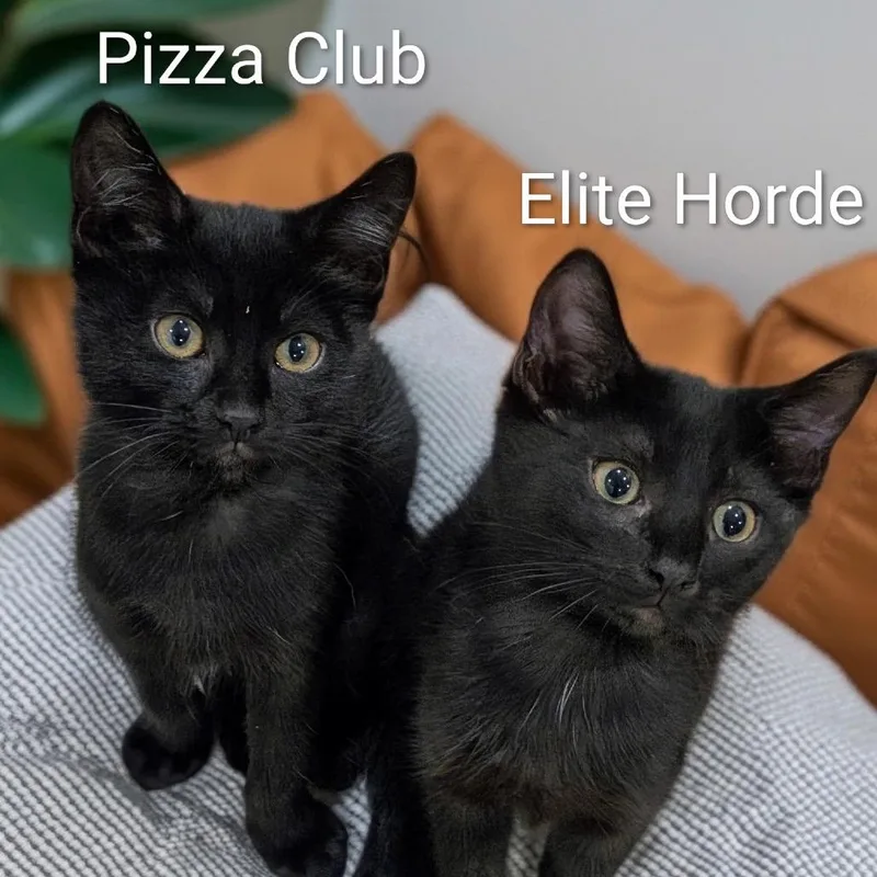 Elite Horde thumbnail 2