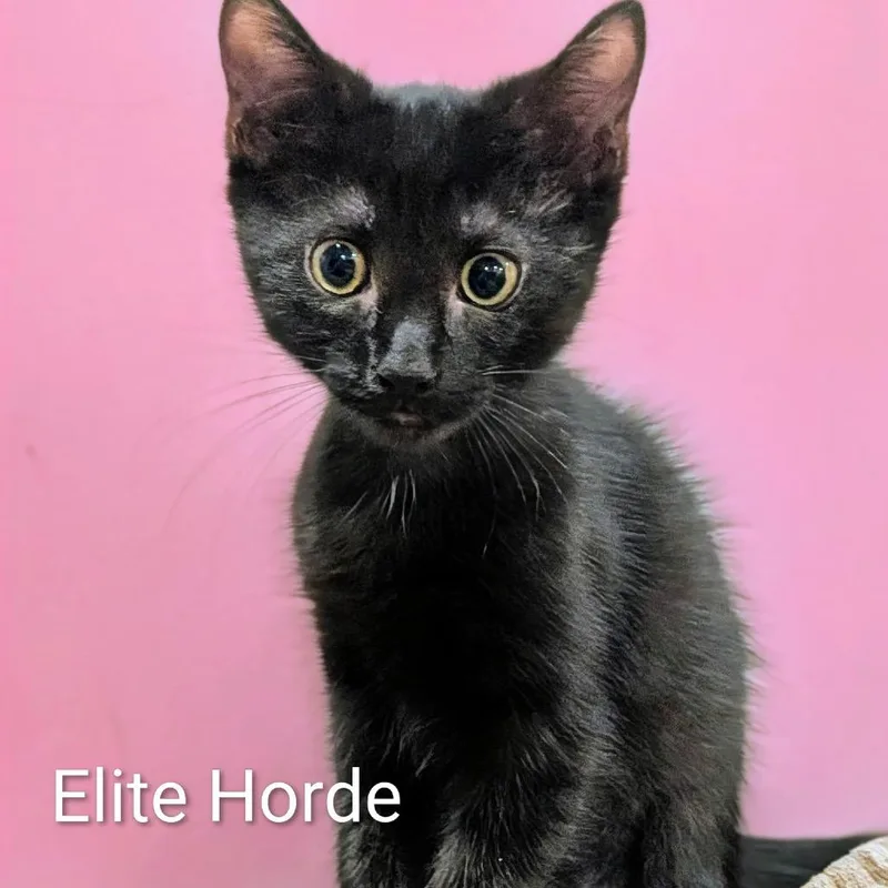 Elite Horde thumbnail 3